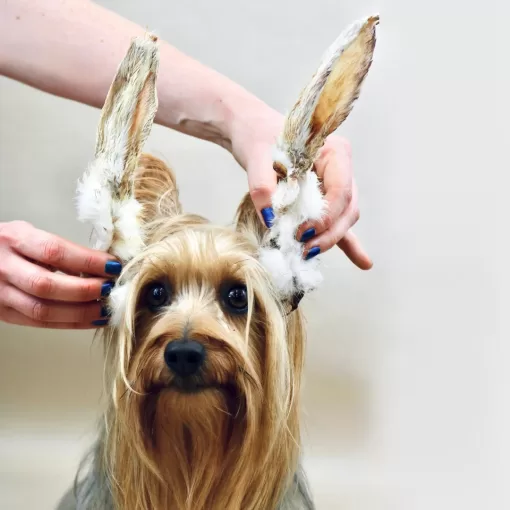 Hairy Rabbit Ears - Image 7