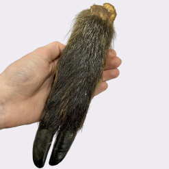 Hairy Wild Boar Legs 3